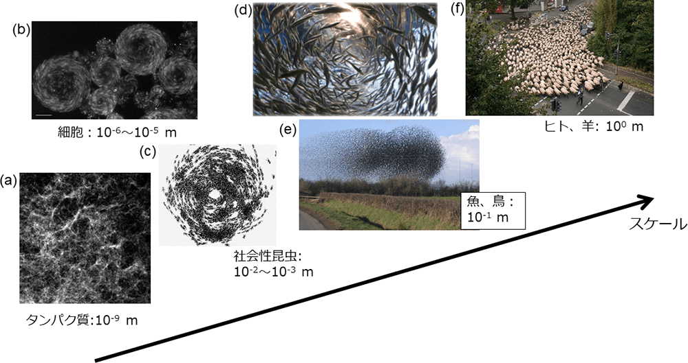 クリックやタップで拡大 <dfn class="fig">図1</dfn>:<span class="qrinews-figure-title">自然界でさまざまなスケールにわたって存在する群れ運動</span> (<dfn class="figsub">a</dfn>) credit: Kazusa Beppu, (<dfn class="figsub">b</dfn>) credit: Kenta Eto, (<dfn class="figsub">c</dfn>) <a href="http://digitallibrary.amnh.org/bitstream/handle/2246/3733/N1253.pdf?sequence=1" class="link-to-external-page" target="_blank"><cite class="article"><span class="i">Schneirla</span> (1944)</cite></a>, (<dfn class="figsub">d</dfn>) credit: Yusuke Maeda, (<dfn class="figsub">e</dfn>) <a href="https://commons.wikimedia.org/wiki/File:The_flock_of_starlings_acting_as_a_swarm._-_geograph.org.uk_-_124593.jpg" class="link-to-external-page" target="_blank"><cite class="article"><span class="i">Wikimedia Commons</span></cite></a>, (<dfn class="figsub">f</dfn>) <a href="https://commons.wikimedia.org/wiki/File:SchafherdeInKoeln.jpg" class="link-to-external-page" target="_blank"><cite class="article"><span class="i">Wikimedia Commons</span></cite></a>.