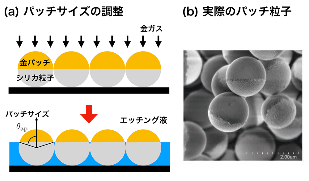 クリックやタップで拡大 <dfn class="fig">図5</dfn> (<dfn class="figsub">a</dfn>) パッチサイズの調整。エッチング液に浸す時間を変えることで調整する。(<dfn class="figsub">b</dfn>) 走査型電子顕微鏡で見た 1 パッチ粒子。<a href="#app1" class="link-to-lower-part"><cite class="article"><span class="i">Iwashita et al</span>. (2017)</cite></a>より引用。