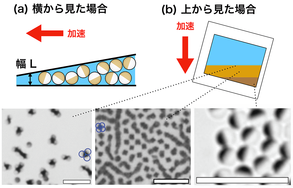 クリックやタップで拡大 <dfn class="fig">図6</dfn>:<span class="qrinews-figure-title">実験装置の模式図</span> (<dfn class="figsub">a</dfn>) クサビセルを横から見た場合の図。(<dfn class="figsub">b</dfn>) クサビセルを上から見た場合の図。(<dfn class="figsub">c</dfn>) 光学顕微鏡による観測結果。金パッチ面が黒く写っている。容器の底ではパッチ粒子が接触し、上澄み液では四面体形クラスターを作って分散していることが見て取れる。白いバーは 10 ㎛ を表す。<a href="#app1" class="link-to-lower-part"><cite class="article"><span class="i">Iwashita et al</span>. (2017)</cite></a>の図を改変。