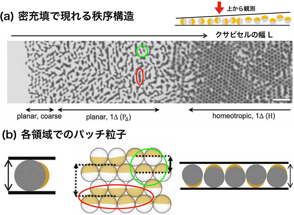 クリックやタップで拡大 <dfn class="fig">図7</dfn> (<dfn class="figsub">a</dfn>) 密充填における秩序構造。クサビセルの上から観測したもの。図の左側はクサビセルの先端であり、右側にいくほど幅 <span class="matheqn i">L</span> が大きくなる。白いバーは 10 ㎛ を表す。(<dfn class="figsub">b</dfn>) 各領域におけるパッチ粒子の配置。緑丸、赤丸はそれぞれ、一本鎖クラスターと二本鎖クラスターを表す。<a href="#app1" class="link-to-lower-part"><cite class="article"><span class="i">Iwashita et al</span>. (2017)</cite></a>の図を改変。