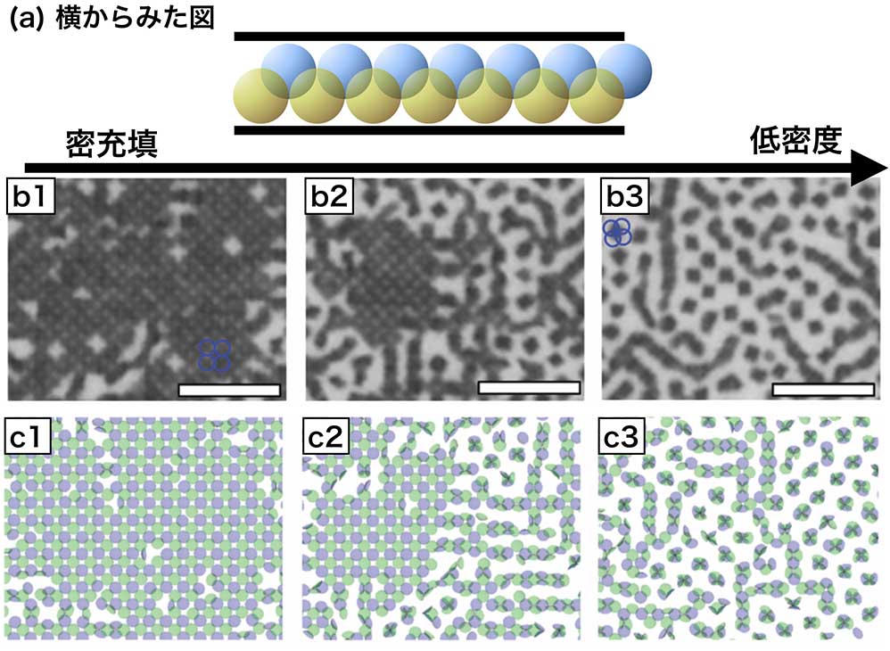 クリックやタップで拡大 <dfn class="fig">図8</dfn>:<span class="qrinews-figure-title">方向秩序の密度変化</span> (<dfn class="figsub">a</dfn>) クサビセルを横から見たときの粒子の配置。(<dfn class="figsub">b</dfn>) 実験結果。(<dfn class="figsub">c</dfn>) 数値シミュレーションの結果。下層にある粒子のパッチは青色で、二層目にある粒子のパッチは緑色としている。<a href="#app1" class="link-to-lower-part"><cite class="article"><span class="i">Iwashita et al</span>. (2017)</cite></a>から引用。